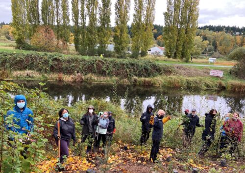 mid-sound-fisheries-enhancement-group-1-29-2022-west-sammamish-river